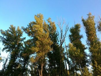 Low angle view of trees against clear blue sky