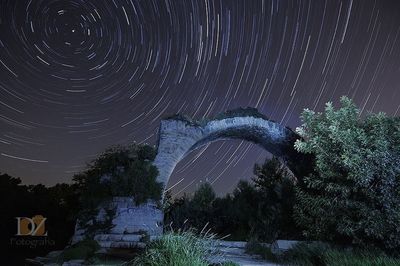 Trees against clear sky at night