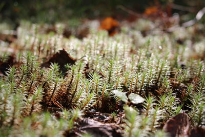 Close-up of plants on field