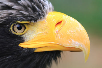 Close-up of a bird