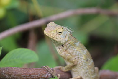 Close-up of a lizard on leaf