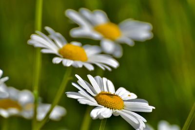 Close-up of white daisy flowers