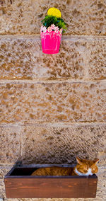 View of cat on floor