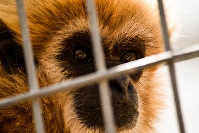 Portrait of monkey in cage at zoo