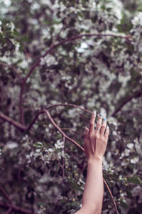 Low section of person on cherry blossom