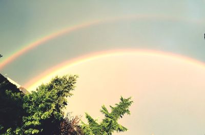 Rainbow over trees