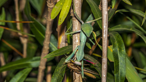 Close-up of lizard on leaves