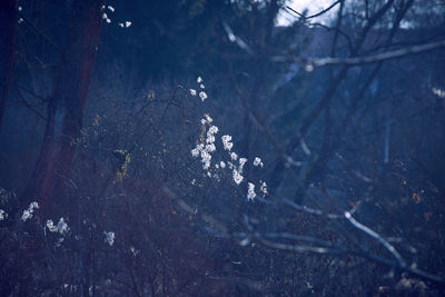 Close-up of tree branches during winter