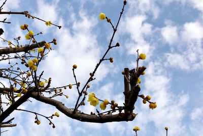 Low angle view of tree against sky