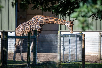 View of giraffe in zoo