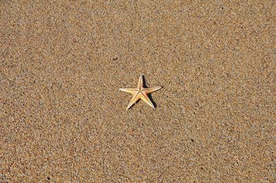 High angle view of a sand and starfish