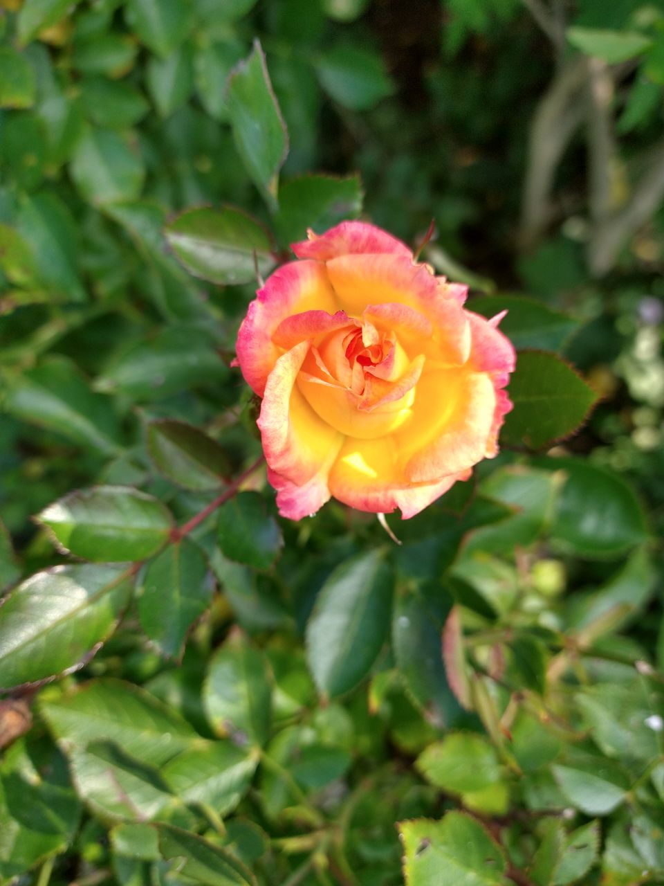 CLOSE-UP OF ROSE BUD IN BLOOM