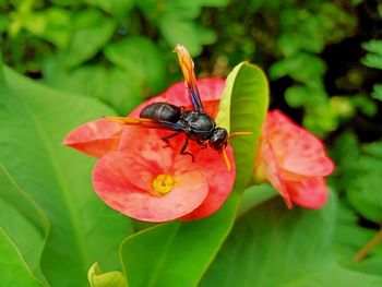 Bee on a flower