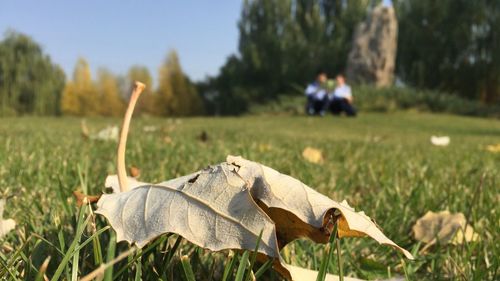 Close-up of dry leaves on grassy field during sunny day