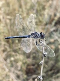 Close-up of dragonfly on twig