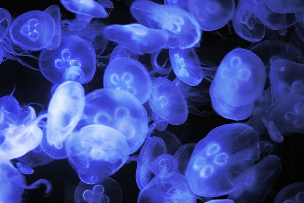 CLOSE-UP OF JELLYFISH SWIMMING UNDERWATER