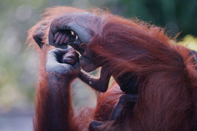 Close-up of monkey