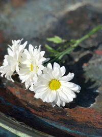 Close-up of white flowers