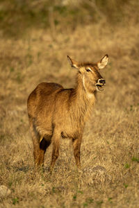 Female common waterbuck stands with open mouth