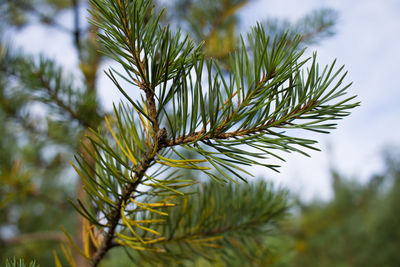 Close-up of fresh plant against sky