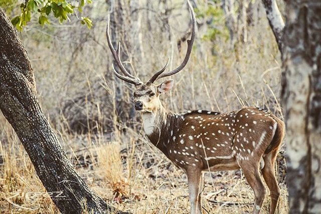 VIEW OF TWO DEER IN FOREST