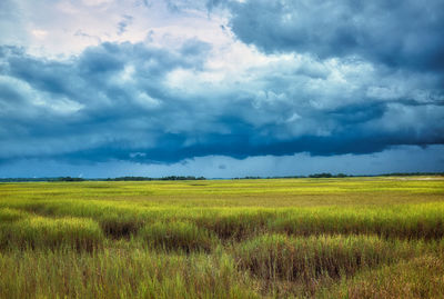 Scenic view of agricultural field against sky