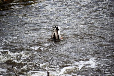 High angle view of duck swimming in lake