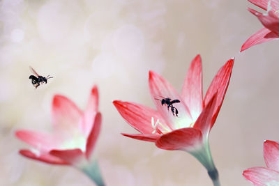 Close-up of insects pollinating on red flowering plant