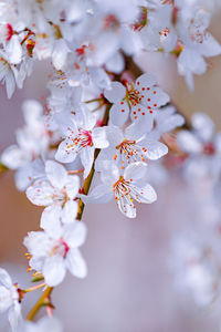 Close-up of cherry blossoms in spring