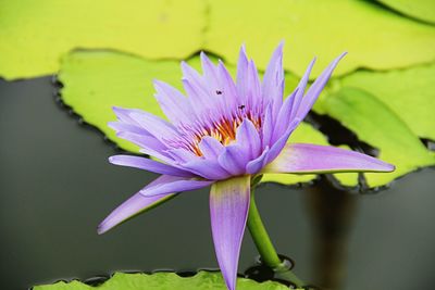 Close-up of lotus water lily in lake