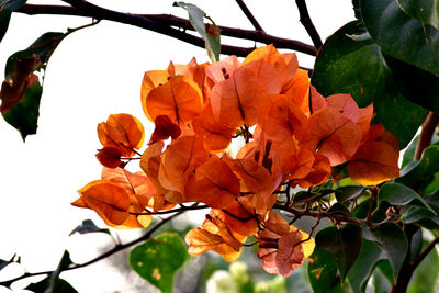 Close-up of orange flowers