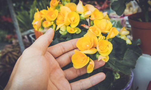 Cropped hand of woman touching yellow flowers