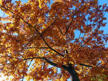 Low angle view of tree during autumn