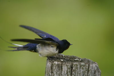 Close-up of bird perching on wood