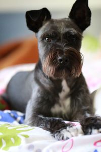 Close-up portrait of dog relaxing on bed at home