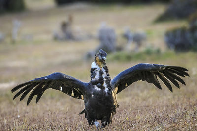 Close-up of bird with spread wings on field