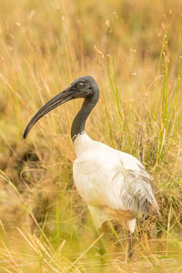 Close-up of duck on field