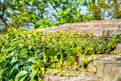 Close-up of fresh green plant