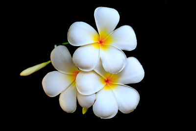 Close-up of white flower blooming against black background