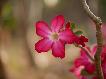 Close-up of pink flowering plant