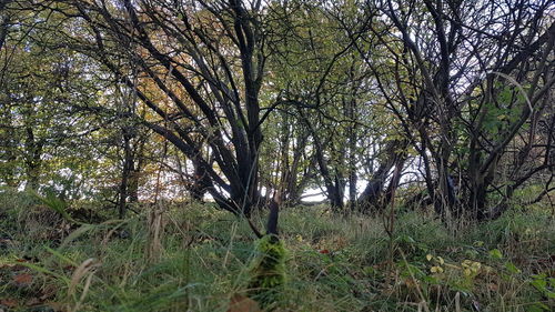 Trees in forest