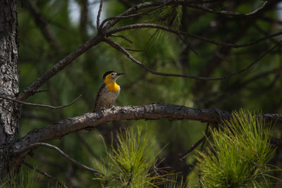 Low angle view of bird perching on tree