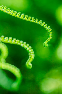 Close-up of a plant's tendril