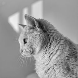 Close-up of cat looking away