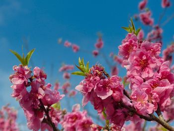 Close-up of pink cherry blossoms against sky