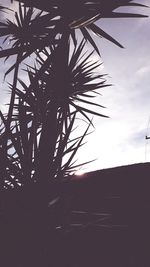 Low angle view of silhouette palm tree against sky