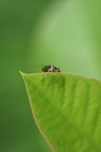 Close-up of insect on leaf