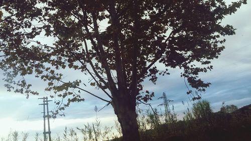 Low angle view of trees against sky