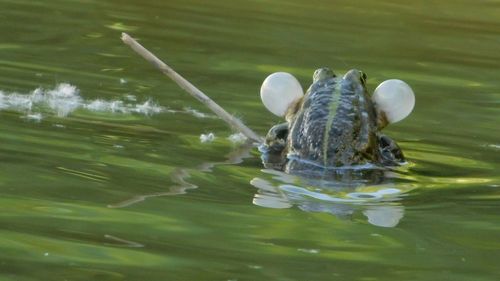 Close-up of duck swimming in water