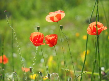 Close-up of red poppy flowers on field